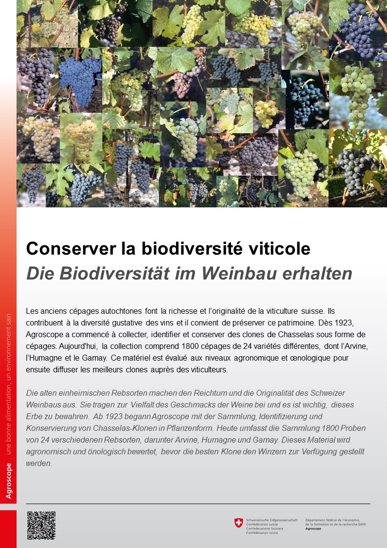 Conserver la biodiversité viticole